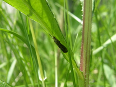Hydropsyche angustipennis