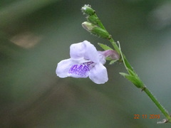 Asystasia dalzelliana