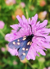 Zygaena angelicae