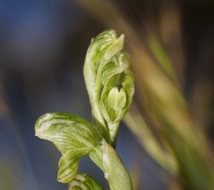 Pterostylis crassicaulis