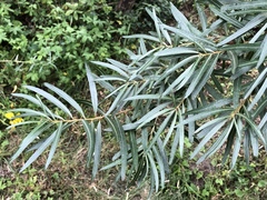 Hippophae