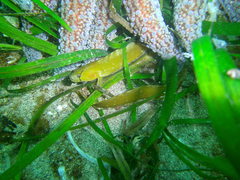 Apodichthys flavidus