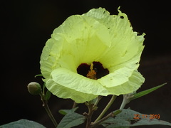 Azanza lampas