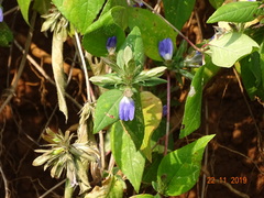 Cynarospermum asperrimum