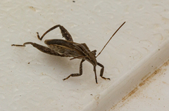 Tenosius proletarius