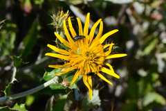Berkheya fruticosa