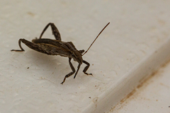 Tenosius proletarius