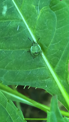 Palomena prasina