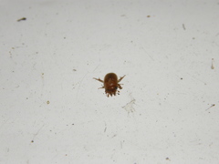 Codocera ferruginea
