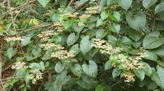Cissus oreophila