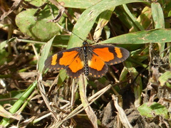 Acraea goetzei