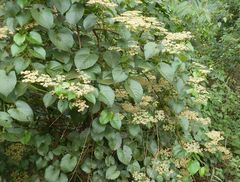 Cissus oreophila