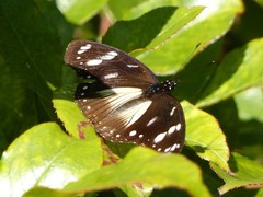 Hypolimnas anthedon wahlbergi