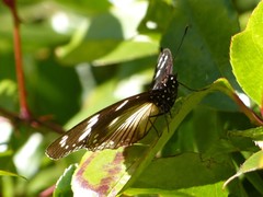 Hypolimnas anthedon wahlbergi