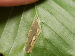 Phyllonorycter tenerella