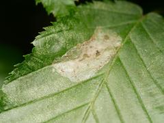 Phyllonorycter esperella