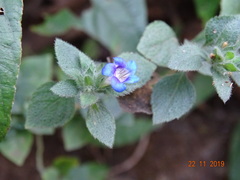Strobilanthes pavala