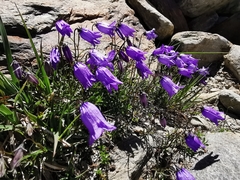 Campanula excisa