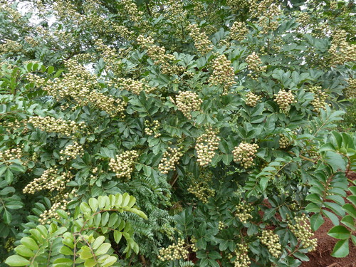 Harrisonia abyssinica