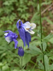 Aquilegia jucunda