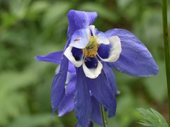 Aquilegia jucunda