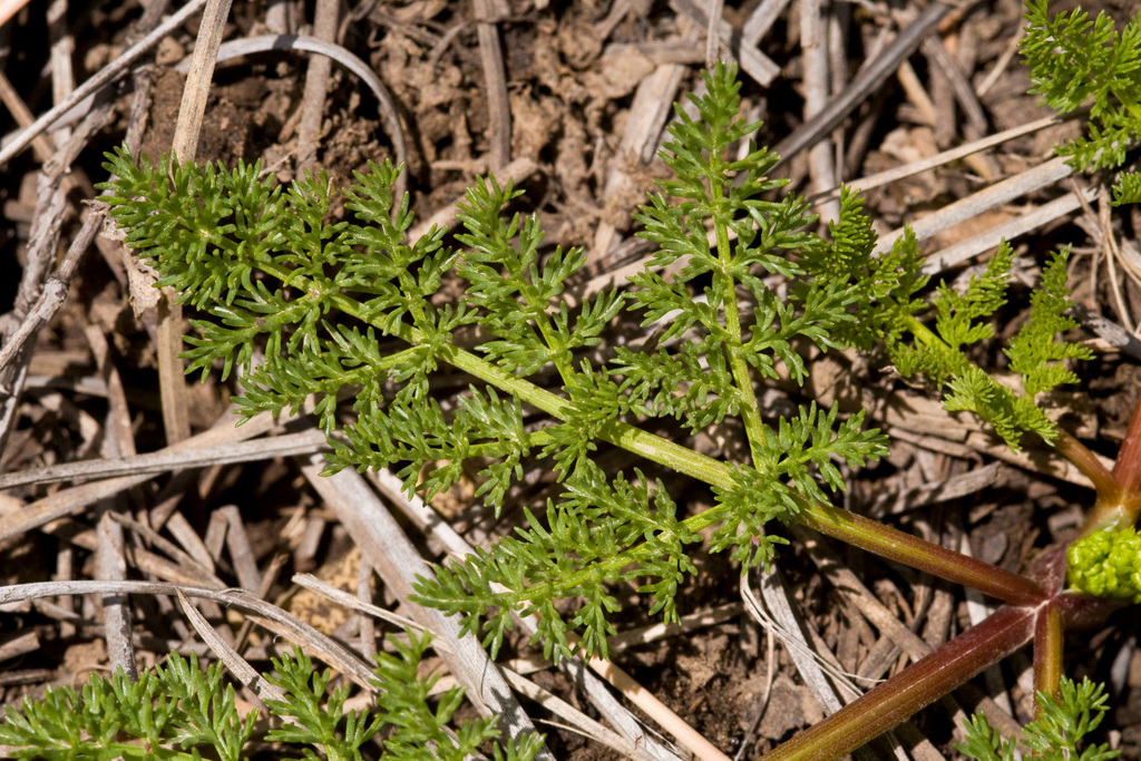 gray's lomatium (LOGR) (OCTC Flora Guide) · iNaturalist