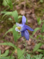 Aquilegia jucunda