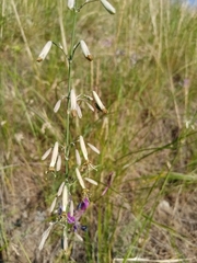Silene chlorantha