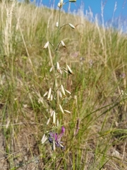 Silene chlorantha