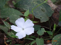 Thunbergia fragrans