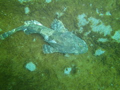 Myoxocephalus polyacanthocephalus