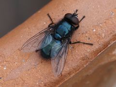 Protophormia terraenovae