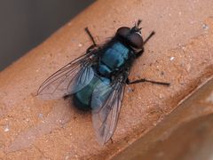 Protophormia terraenovae