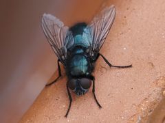 Protophormia terraenovae