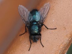 Protophormia terraenovae
