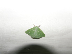 Thetidia smaragdaria