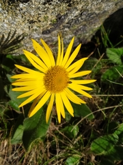 Doronicum clusii