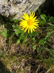 Doronicum clusii