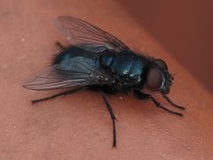 Protophormia terraenovae