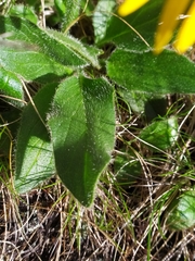 Doronicum clusii