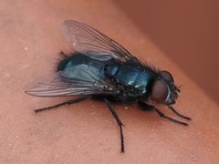 Protophormia terraenovae