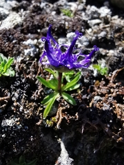 Phyteuma globulariifolium