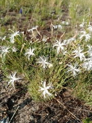 Dianthus volgicus