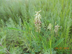 Astragalus uliginosus