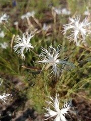 Dianthus volgicus