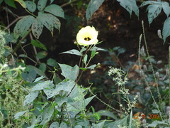 Azanza lampas