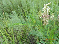 Astragalus uliginosus