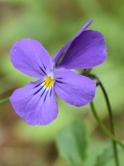 Viola disjuncta