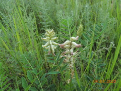 Astragalus uliginosus