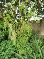 Davallia denticulata